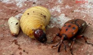 竹鼠养殖户 竹鼠养殖户